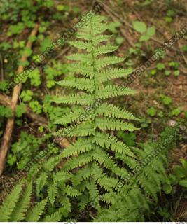 leaf fern